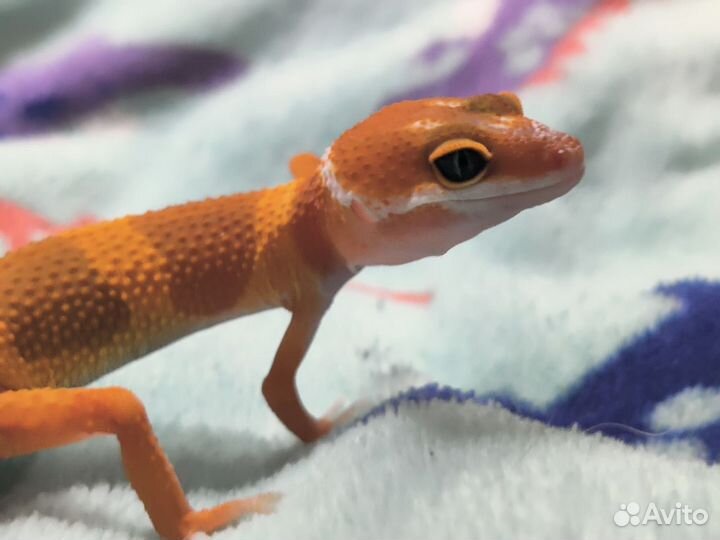 Геккон эублефар