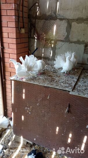 Голуби павлины