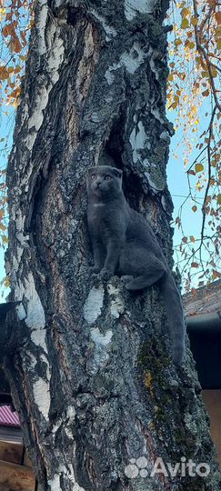 Шотландский кот вязка
