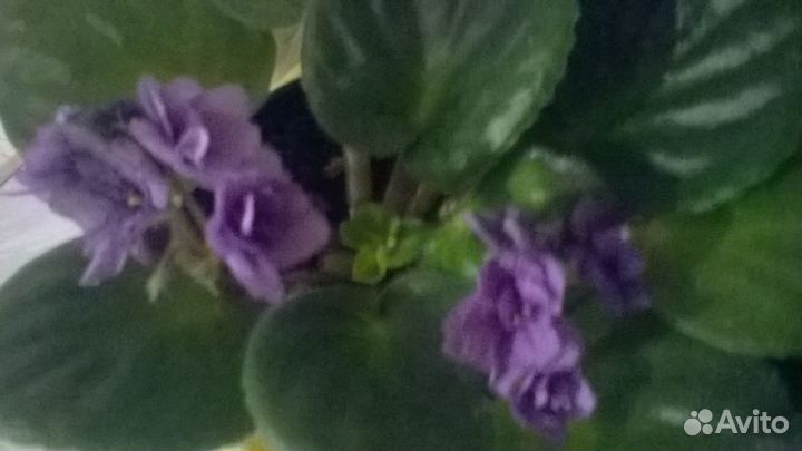Комнатные цветы фиалки