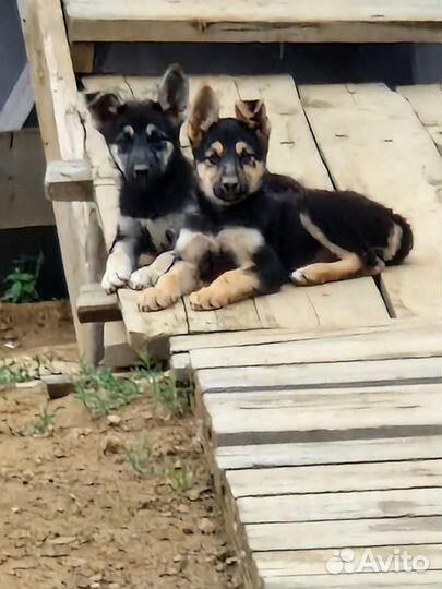 Щенки в добрые руки