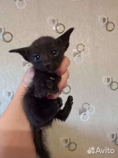Кошка