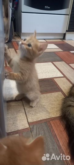 Отдам в добрые руки