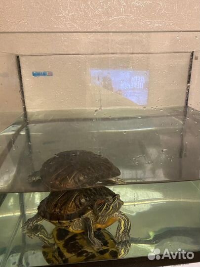 Красноухая черепаха с аквариумом