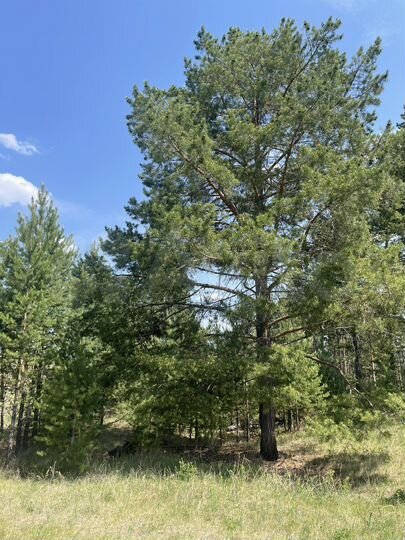 Участок 8 сот. (ИЖС)