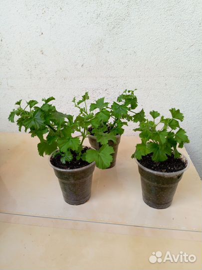 Пеларгония Ангел Виола, комнатные растения, цветы