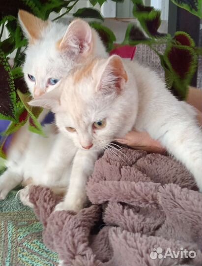 Британские котята