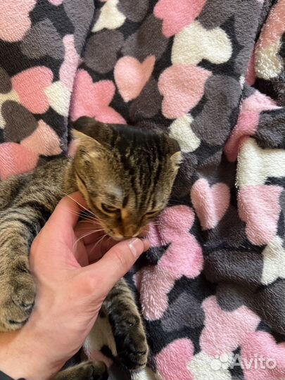 Кошка