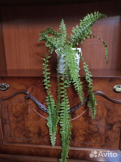 Папоротник Нефролепис