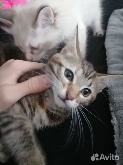 Котята отдам даром