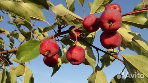 Яблочки, ягодка, грибочки, овощи