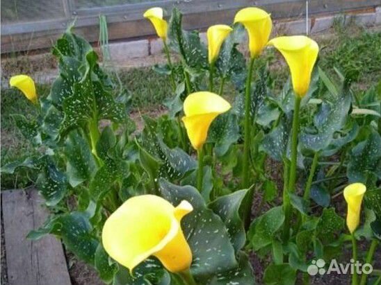 Луковицы каллы желтой