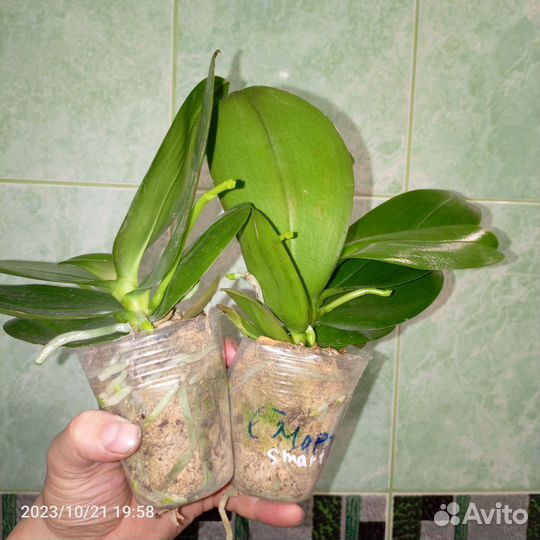 Орхидеи и не только