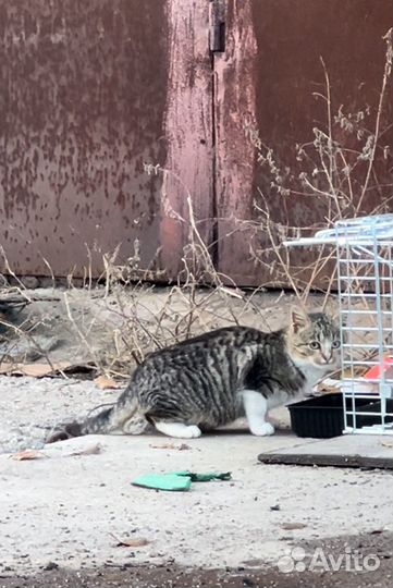 Груша ищет родителей