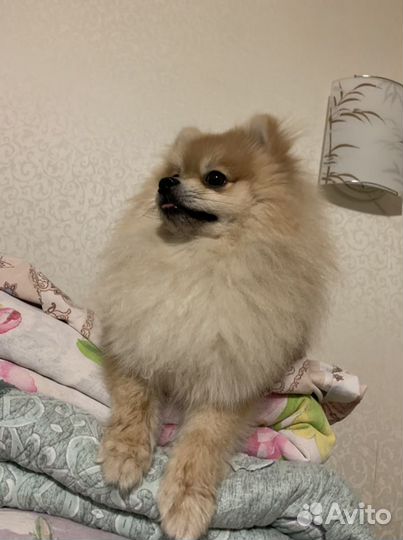 Померанский Шпиц вязка