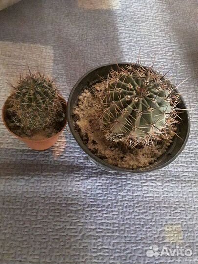 Сортовые кактусы цветущие