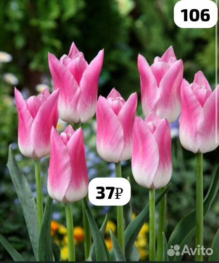 Луковицы тюльпанов сортовых