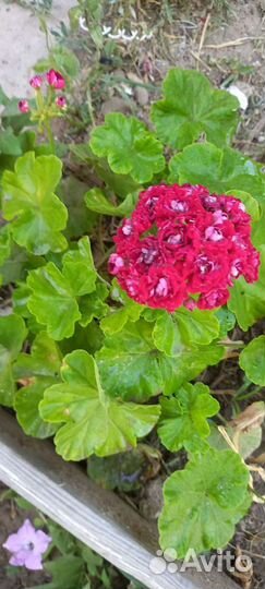 Герань пеларгония розебудная