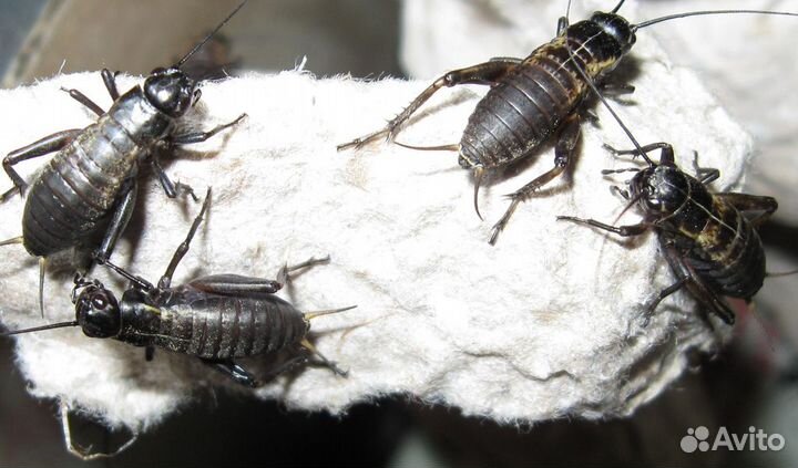 Аргентинский таракан\Сверчки 3х видов