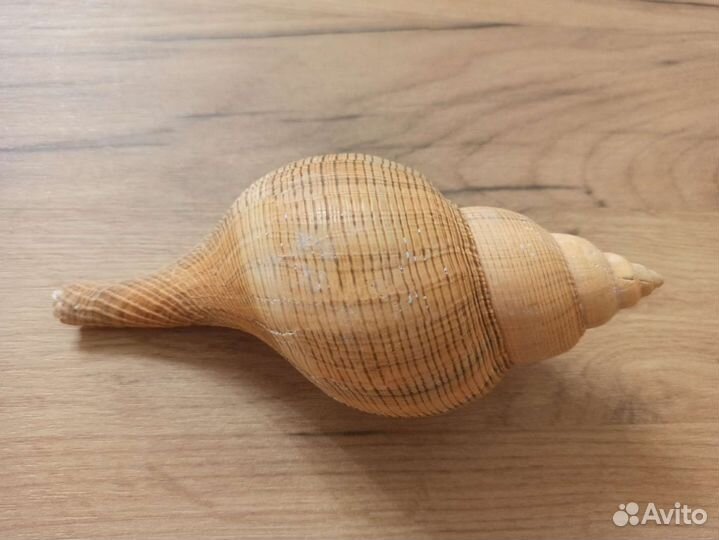 Морская раковина