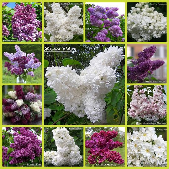 Чеснок на посадку Алексеевский гигант и Рокамболь