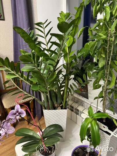 Замиокулькас