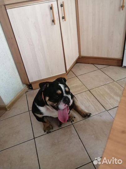 Английский бульдог