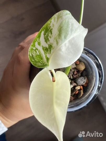 Монстера вариегатная альба