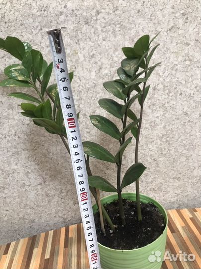 Замиокулькас