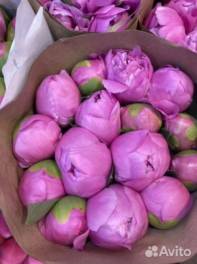 Пионы с доставкой