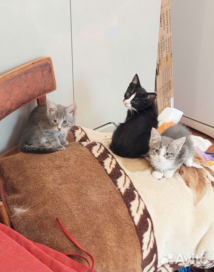 Котята черный, серый