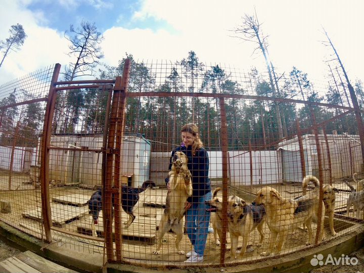 Зоопсихолог собаки, кошки, еноты