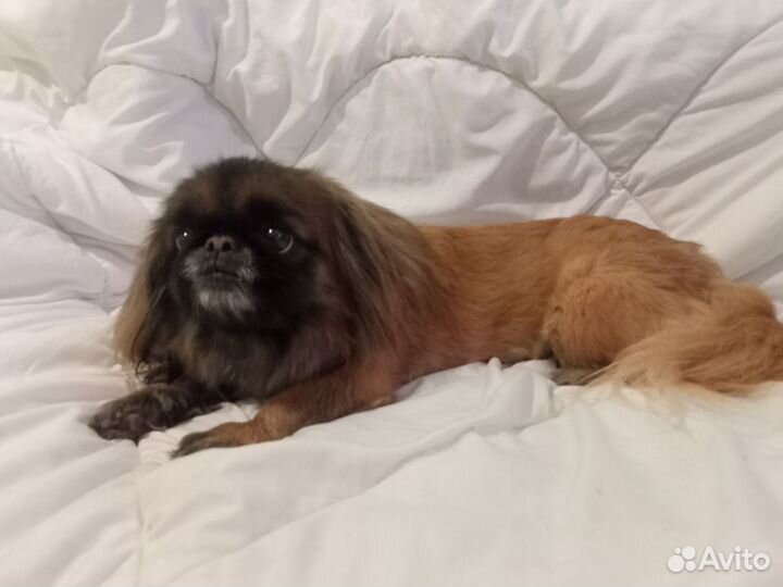 Отдам в добрые руки