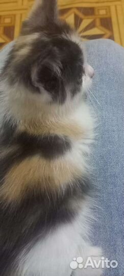 Кошки в добрые руки бесплатно