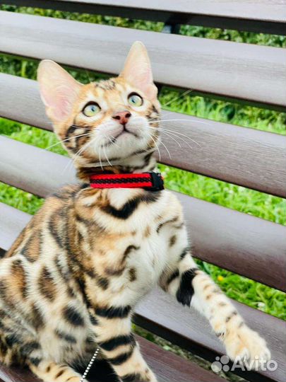 Бенгальская кошка