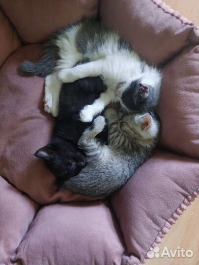 Котята в добрые руки приучены к лотку