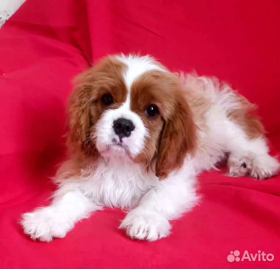 Кавалер Кинг Чарльз спаниель мальчик