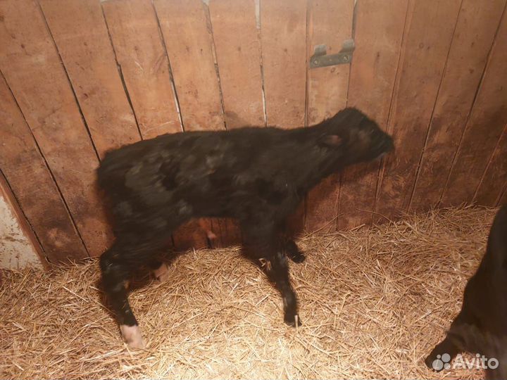 Осеменение коров и телок