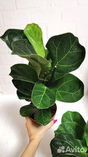 Фикус лирата бамбино