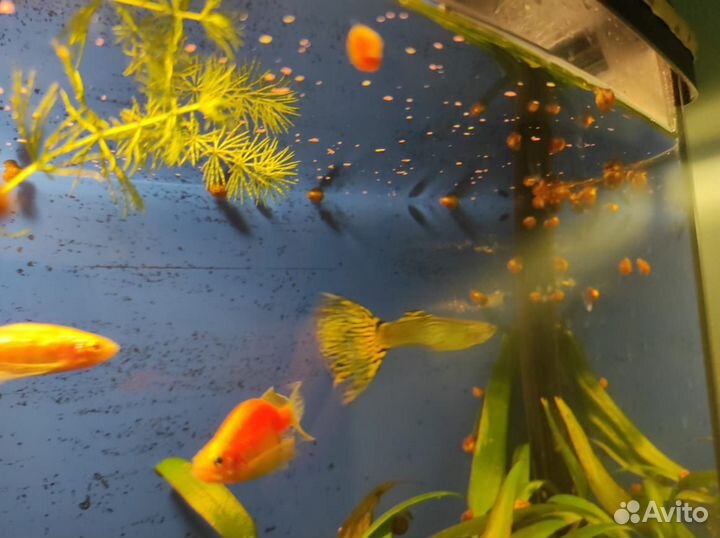 Улитки аквариумные