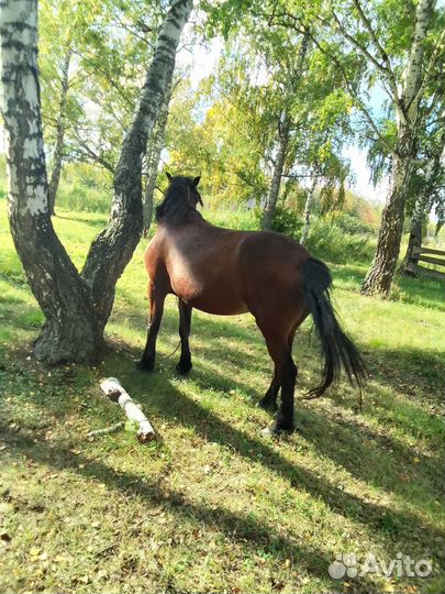 Лошадь кобыла