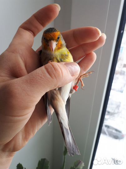 Щеглы, репела,чижи, канарейки,трещетки, гибриды