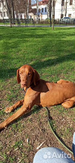 Кобель выжлы готов к вязке