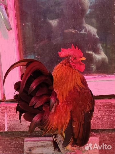 Петушок Серамы