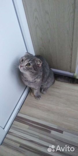 Шотландская вислоухая кошка бесплатно
