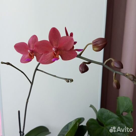 Орхидея фаленопсис