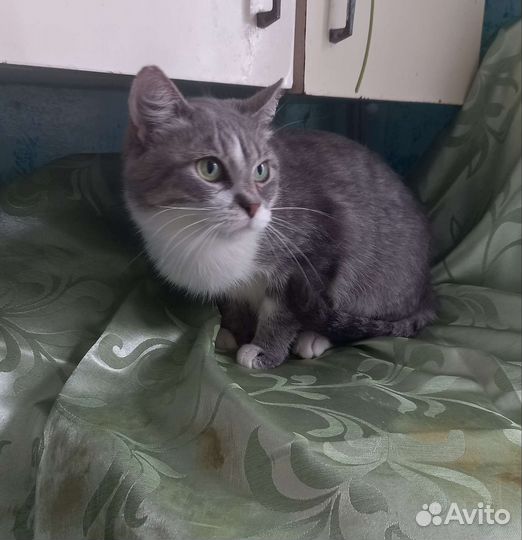 Майли в добрые руки