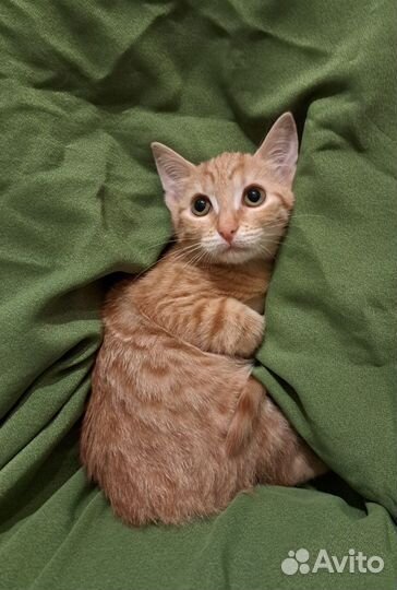 Солнечный мальчик ищет дом