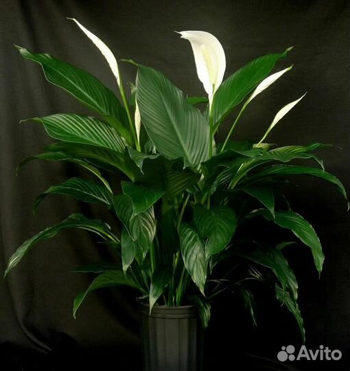 Продам растения