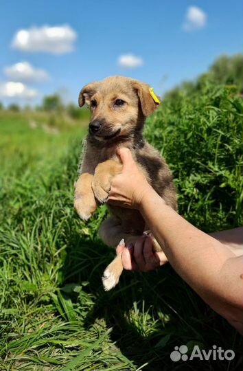 Щенки из приюта ждут своих хозяев